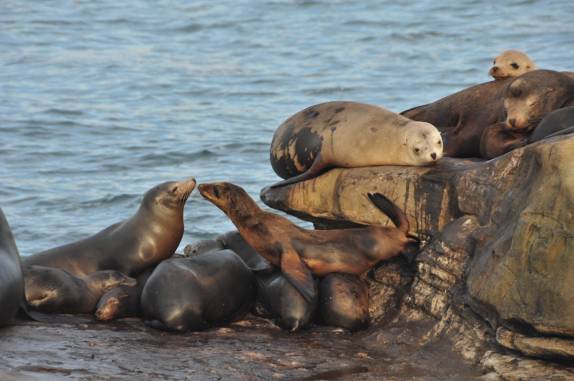 Leões-marinhos aproveitam o sol de fim de tarde num rochedo em La Jolla, em San Diego, no sul da Califórnia - Estados Unidos